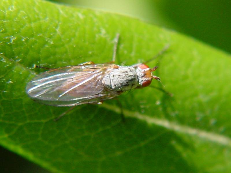 Dittero Heleomyzidae